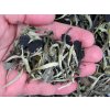 P1010002 NepustilTea.cz Thai Lahu White Tea Moonlight a 01