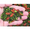 P1010003 NepustilTea.cz thai moringa goji black tea a 01
