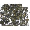 P1010270 NepustilTea.cz mullberry green tea morusovnik a 013