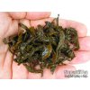 P1010087 NepustilTea.cz Thai Red Honey Oolong nt a 03