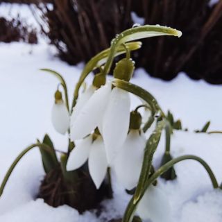 Sníh je pryč. Bledule a sněženky zůstávají. Tyhle něžné a křehké květinky jsou pravými posly blížícího se jara. Díky za to.