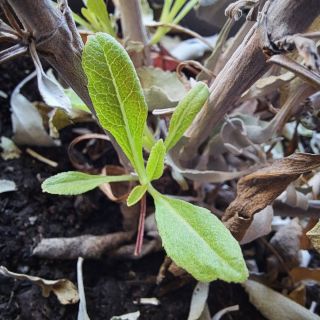 💚Vypadá to jako něco malého zeleného. Ale... Každá rostlina je velkým učitelem. Tahle mi dala pořádné lekce poslední tři...