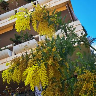 💛Nejsem úplně cestovatelský typ. Teda ve fyzickém slova smyslu. Ale výlet začatkem února na jih, kde kvetou mimózy a zrají...