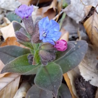 Letošní plicník číslo jedna v mém hledáčku.