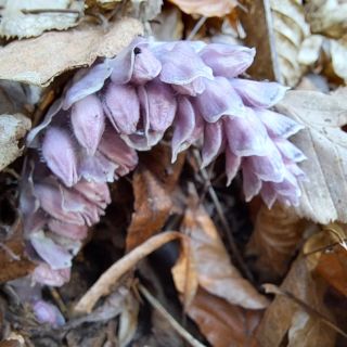 Vypadá trochu jako rostlinný dráček. Ale je to kouzelná jarní rostlina, která právě teď vylézá ze země. Znáte? Vídáte?...