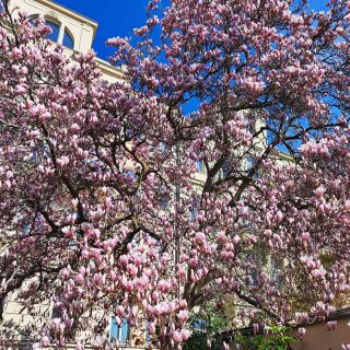 Jsou stromy, ke kterým se každý rok vracím. Tahle obří magnolie je jedním z nich. Přenádherná.