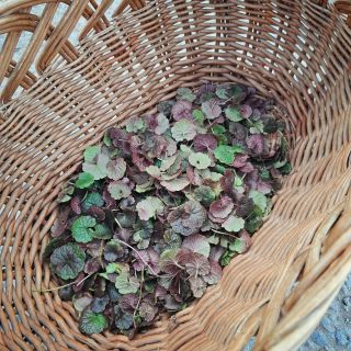 🌿Takhle vypadal popenec nasbíraný do prvního vaření Čarovné před 20. březnem. 🌿Dnes už bude jiný, tu a tam i s kvítky. Jdu...