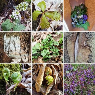 💚Dnešní několikahodinové lesně luční antidepresivum s vůní divokých česneků, posledních fialek a omamných ovocných květů....