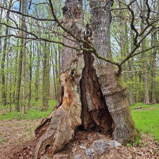 Jsou stromy a místa oplývající neuvěřitelnou mocnou silou. Tohle je pro mne jeden a jedno z nich. Nechodím sem často, ale...