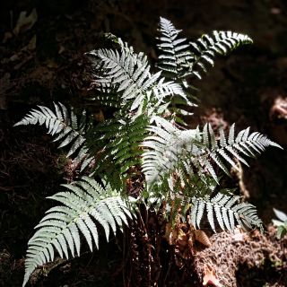 🌿O které rostlině je nejvíc kouzelných příběhů? Tipovala bych kapradí... 🌿Právě ty příběhy sbírám a procházím. No nenechte...