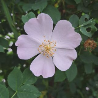 🌸Božská souměrnost je něco, co na rostlinách moc ráda s božským údivem pozoruju. A žasnu.🌸