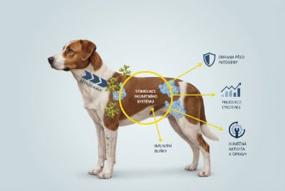 Zdravotní benefity betaglukanů v krmivech