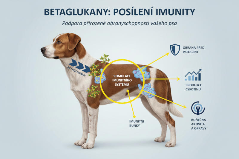 Zdravotní benefity betaglukanů v krmivech