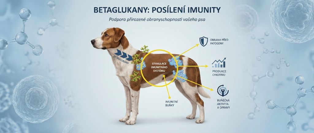 Betaglukany pro posílení imunity psa