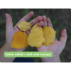 RAW sušené Mango 70g