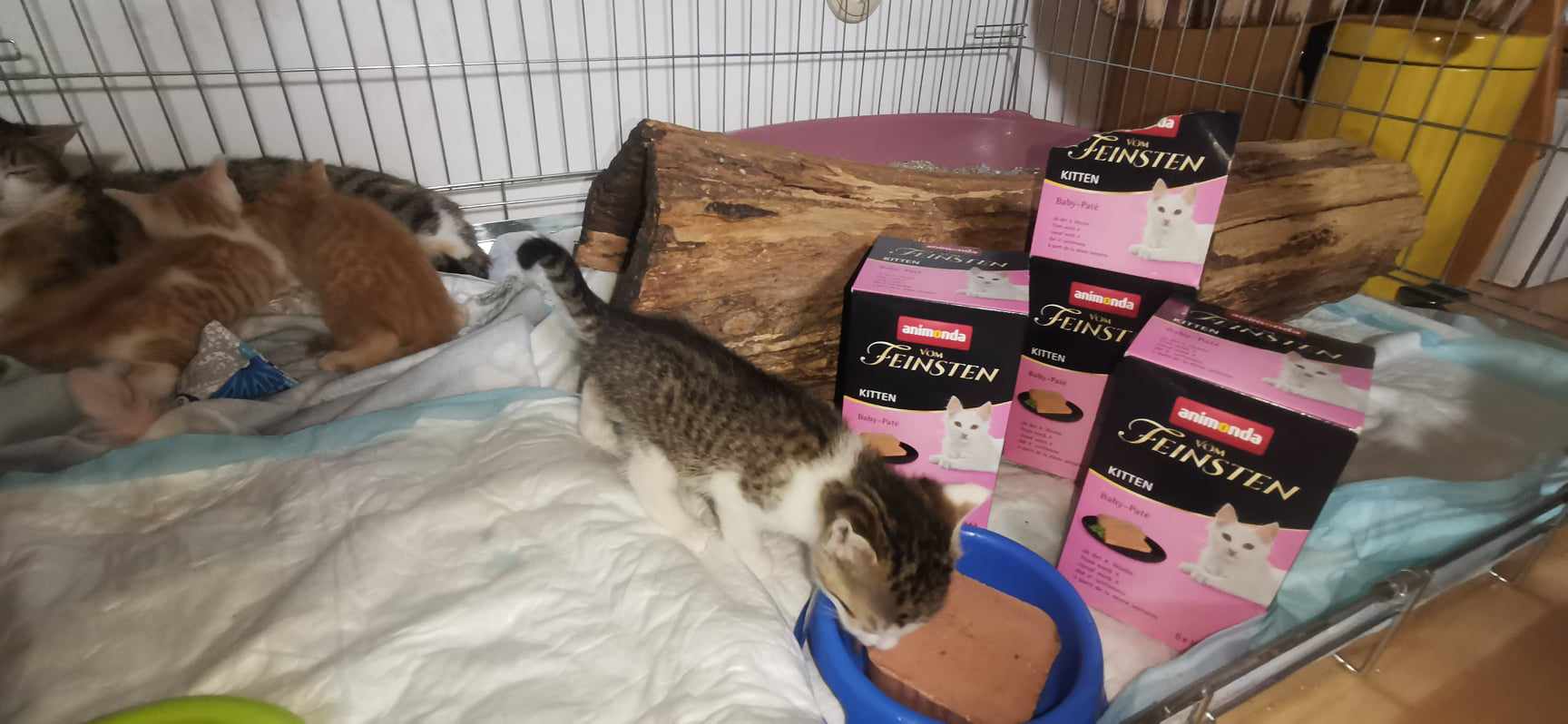 Naše (zatím) nejúspěšnější výzva. Společně jsme poslali 144 kg krmiva do azylu Srdcem pro chlupáče!