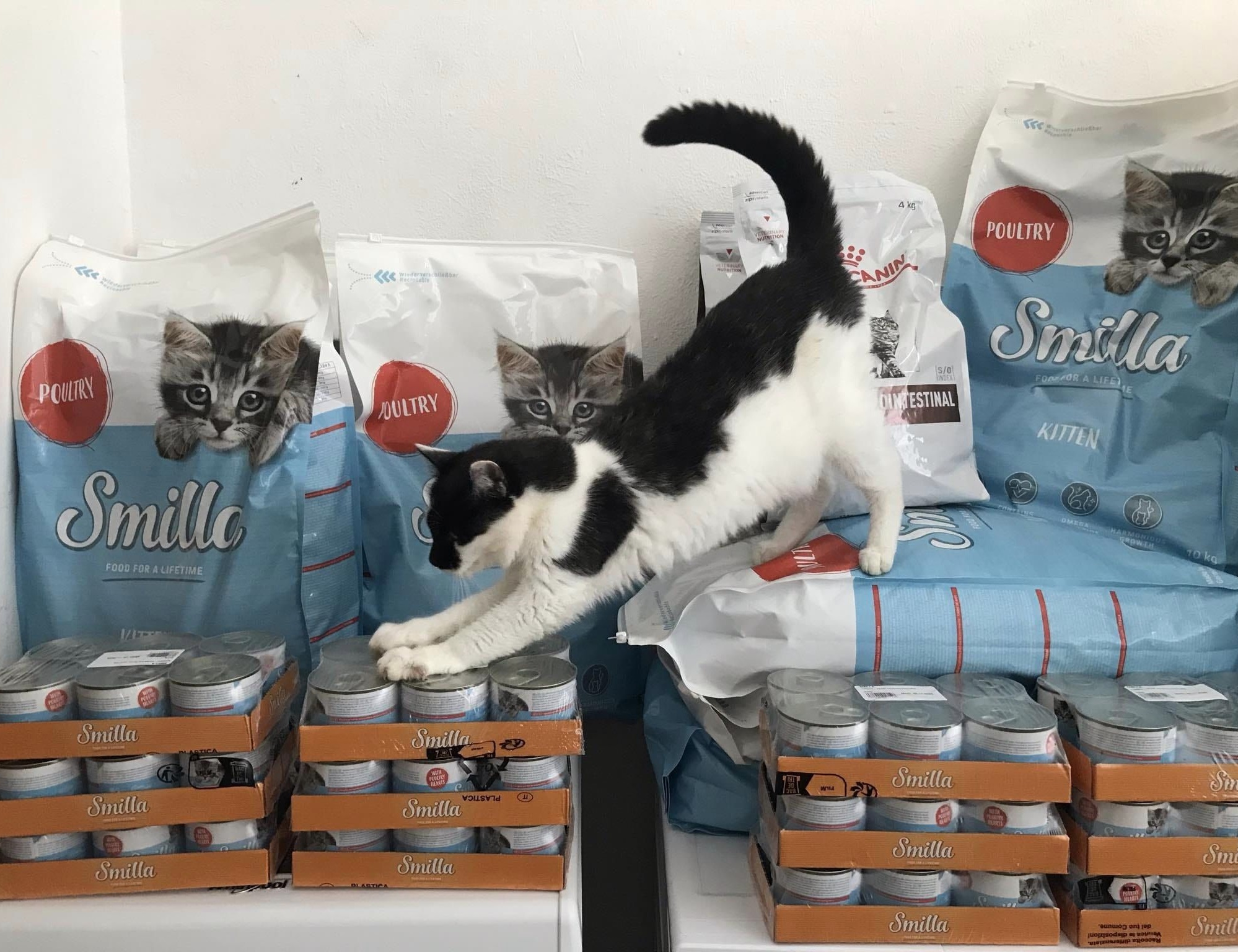 Neuvěřitelných 244 kg v červnu posíláme kočičím tlapkám z Kočky Uničov - Sdružení Píšánek