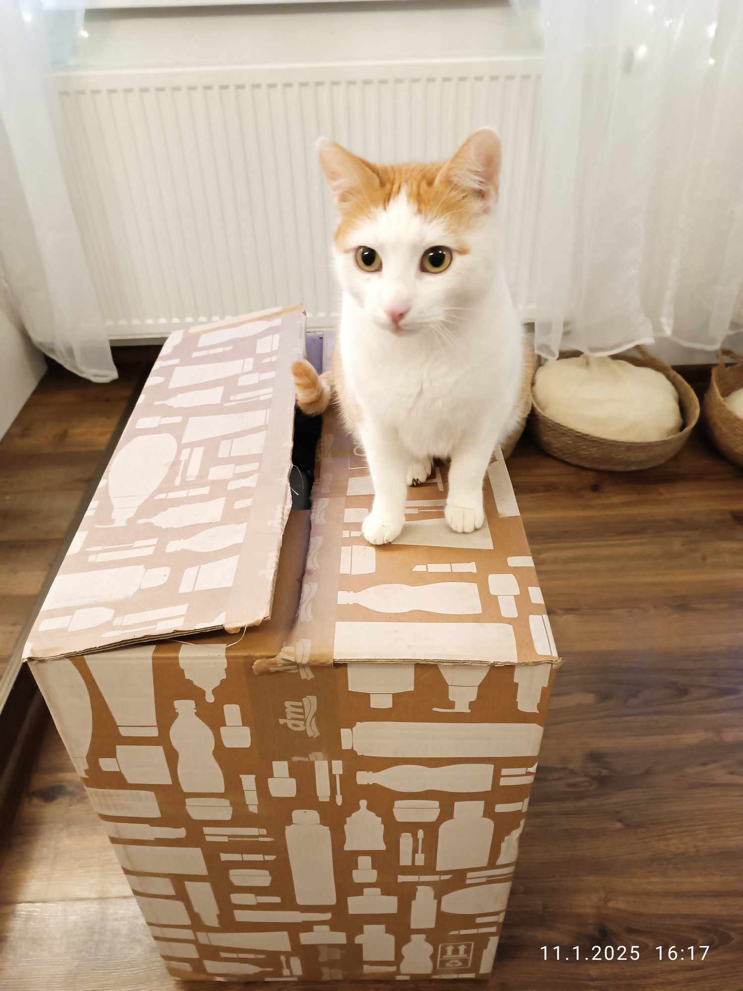 Dobrokup slaví 1 rok! Vracíme se na začátek, do HandicapCats z.s.