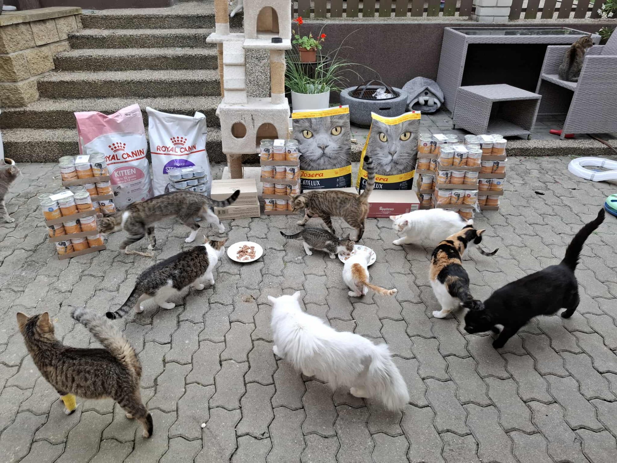 V červnu pomáháme spolku Kočky u Katky, posíláme 124 kg krmiva 😍