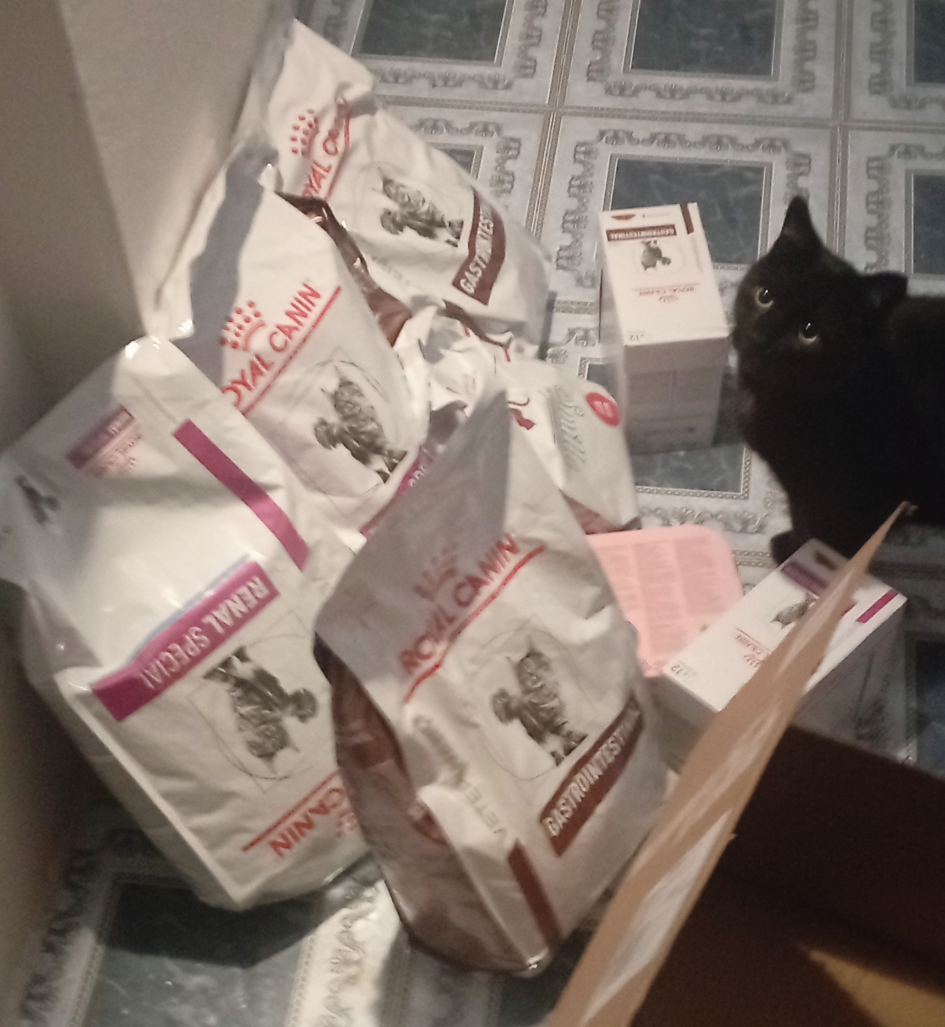 V lednu Dobrokrok pomohl prosvítit životy kočkám ze Světlušky pro kočky