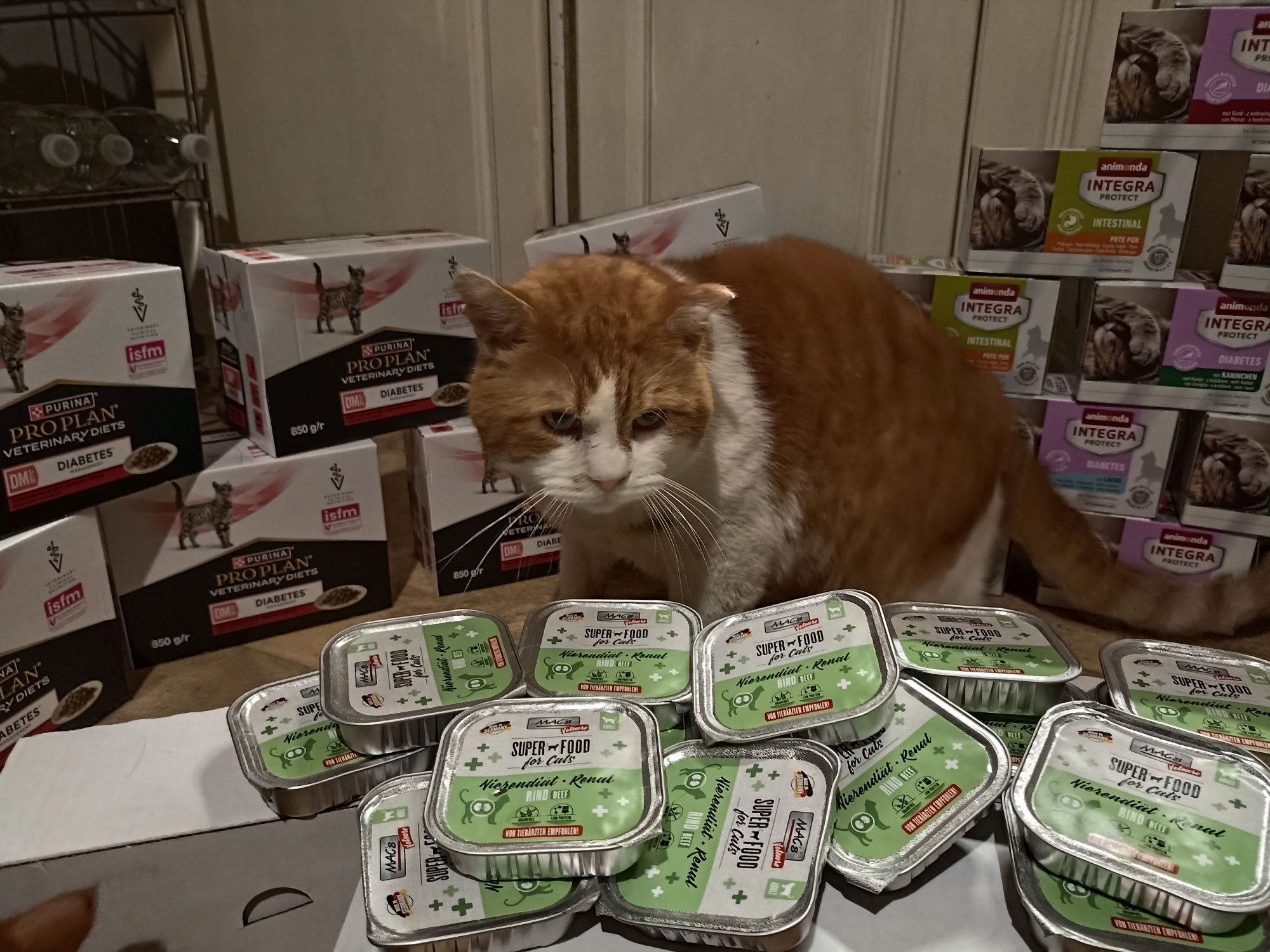 Kočkám věnují svůj čas, péči i srdce. V únoru pomáháme azylu Domov Kulíšek z. s. a posíláme 264 konzerv.