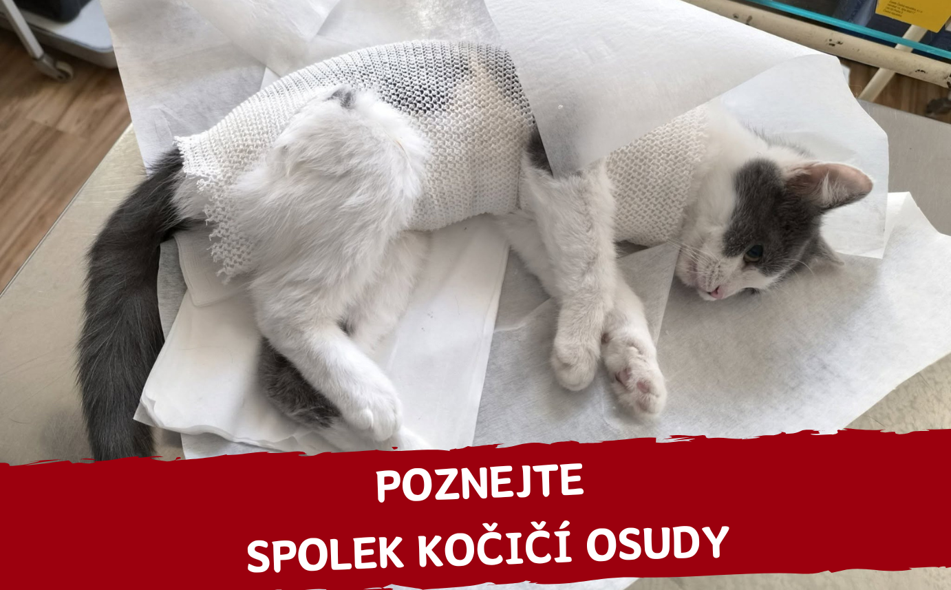 Komu tento měsíc pomáháme