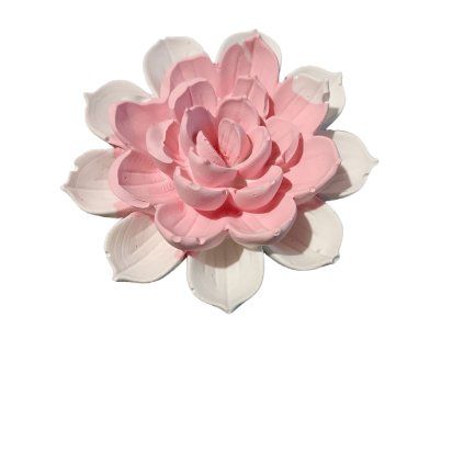 leknín bílorůžová