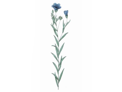 Linum usitatissimum L ag1