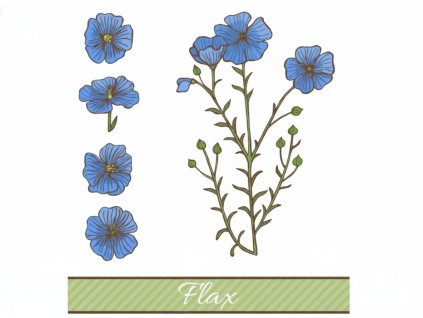 Chci lněný teambuilding