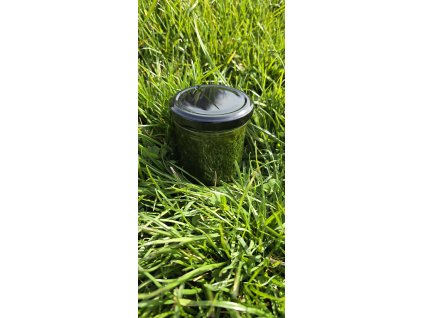 Pesto z medvědího česneku