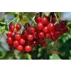 redcurrants 7337364 1280