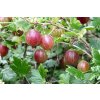 gooseberry 385445 1280