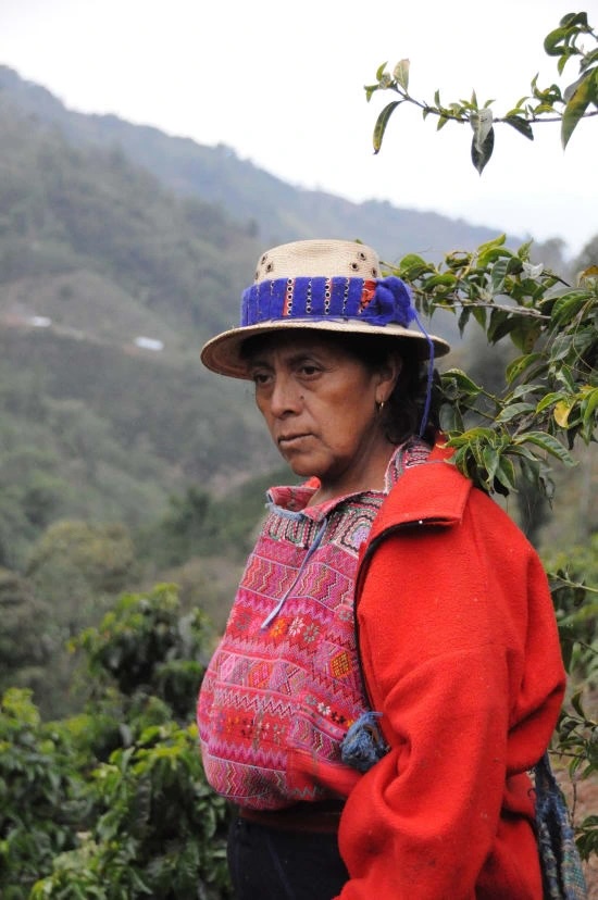 Cafe_Imports__Guatemala_CODECH-ADIPY-3-2023-09-14-221304.jpg