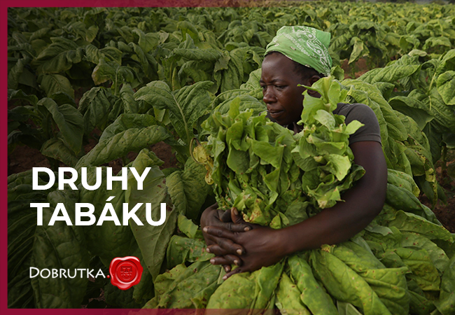 Druhy tabáku