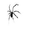 Pavúk Spider Dočasné tetovanie (4)