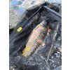 podběrák FENCL CARP CLASSIC 105 cm