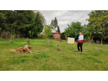 VID20240925131314 exported 129497