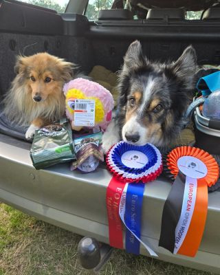 Závody za námi. 🐶 Ceny sbalené, spousta zážitků a teď směr domů 🐾 #hoopers #dogsport #psizavody #cestadomu