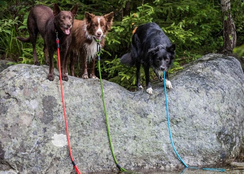 Sprievodca výberom: Ktoré lanové vodítko je pre vás to pravé?