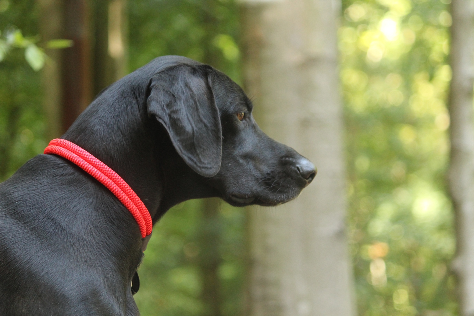 Sprievodca výberom: Ktorý model obojka Dogaris zvoliť?