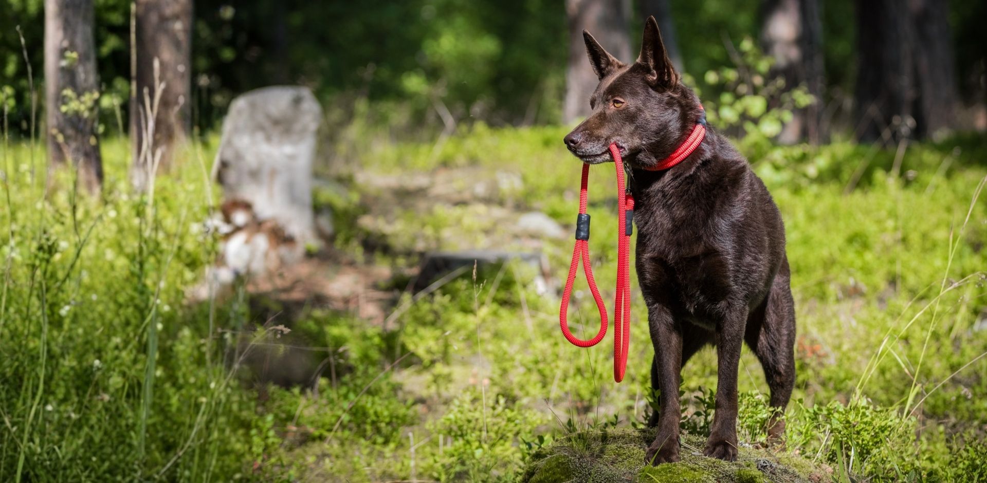 dogaris lanové vodítka