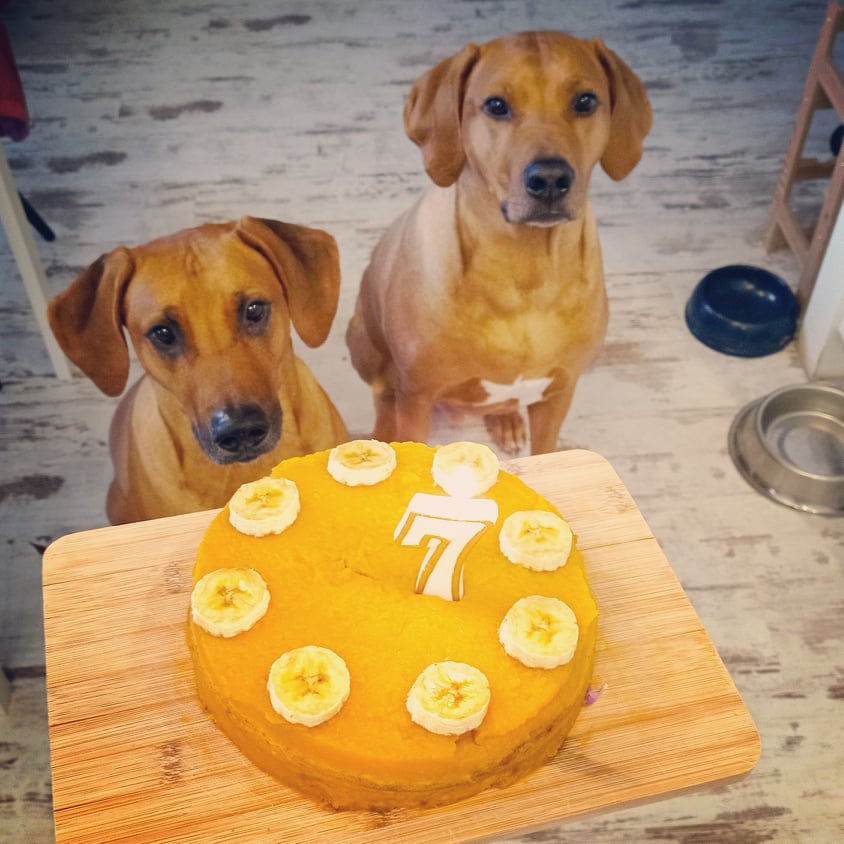 Narodeninová torta pre psíkov s batátovým krémom