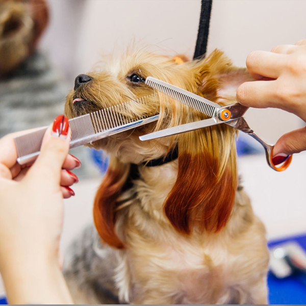 Čo je Post Grooming Furunkulóza 11/2024