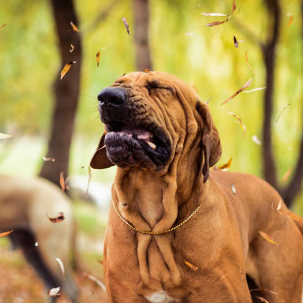 Kašeľ u psov - možné príčiny kašľa a liečba 11/2024