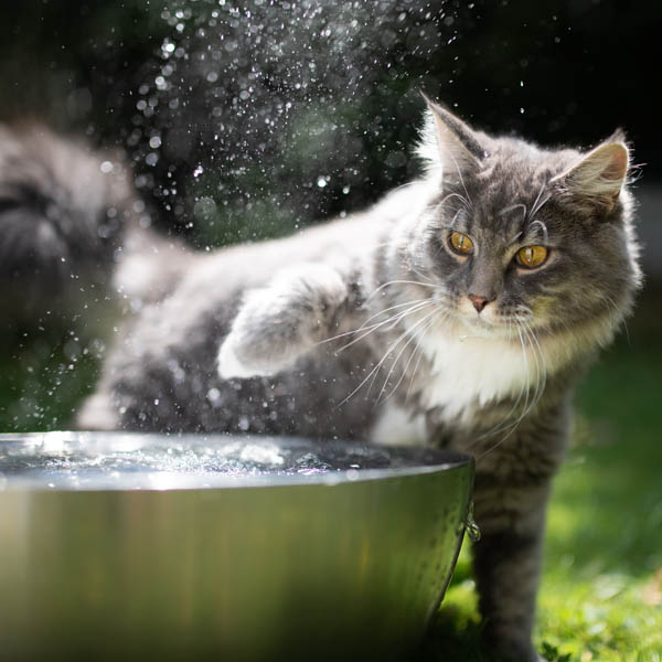 Ako zvládajú mačky vysoké letné teploty? 07/21