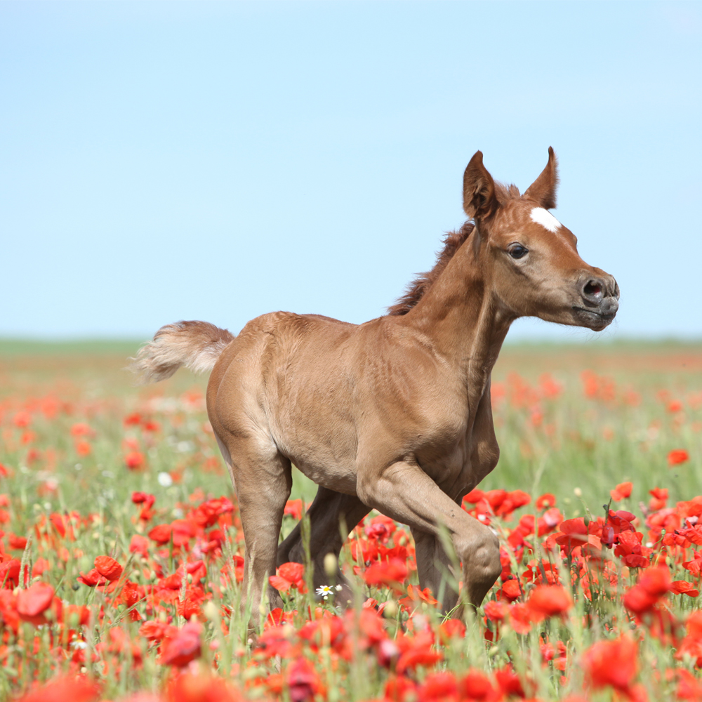 RECENZE - Precízne mikróby pre kone a žriebätá vyhrali boj s chronickou hnačkou!