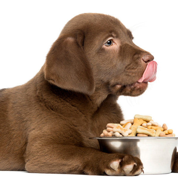 Ako si vybrať to najlepšie krmivo pre vášho psa? 05/2025