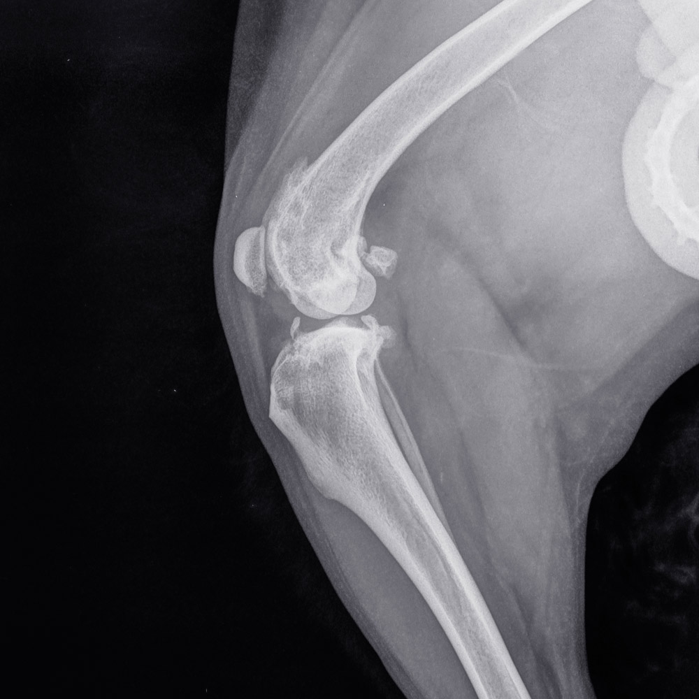 Artróza kĺbov veľkých a obrích plemien psov 09/2021