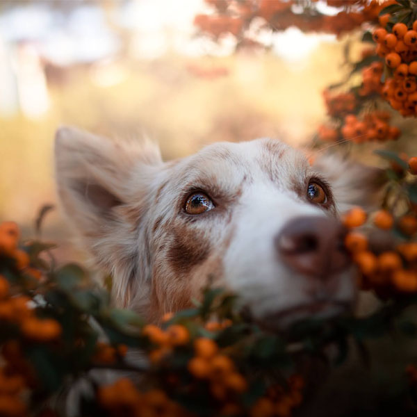 Desatoro BARF-u: 10 zásad, ktoré by mal poznať každý barfista