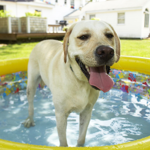 Ako spoznať prehriatie psa a ako ho bezpečne schladiť? 07/2024